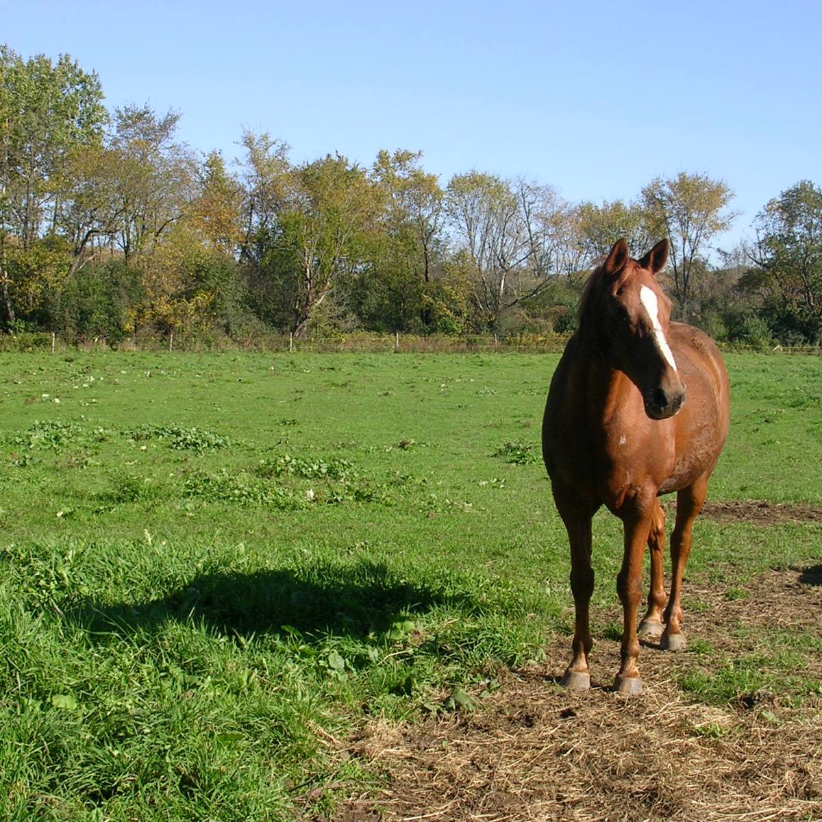 My heart horse and the lessons he taught&nbsp;me