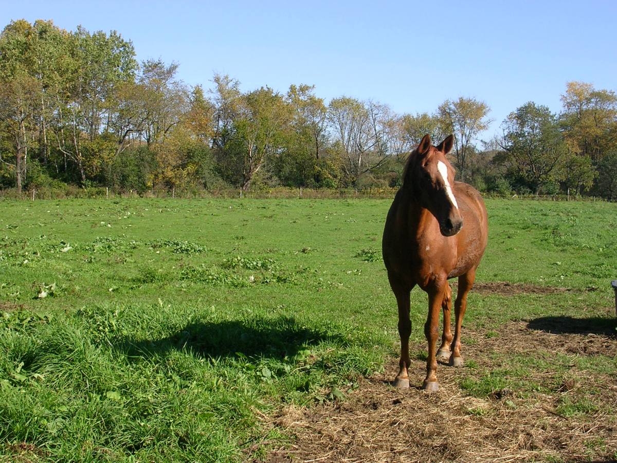 My heart horse and the lessons he taught&nbsp;me