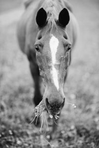 Gordon with a mouthful of grass