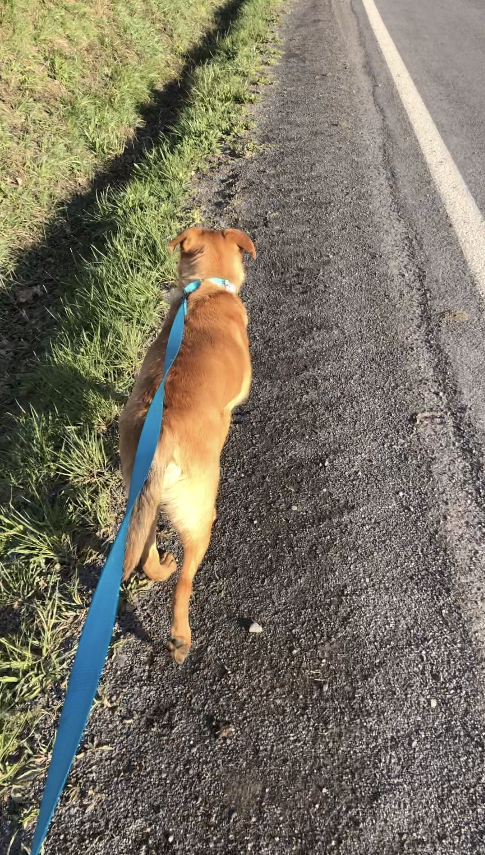 Dog walking on a leash.